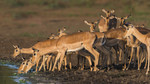 Impala's bezoeken vo